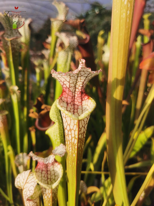 SL05 Sarracenia leucophylla -- “Red Stripe Throat” (L111, MK)