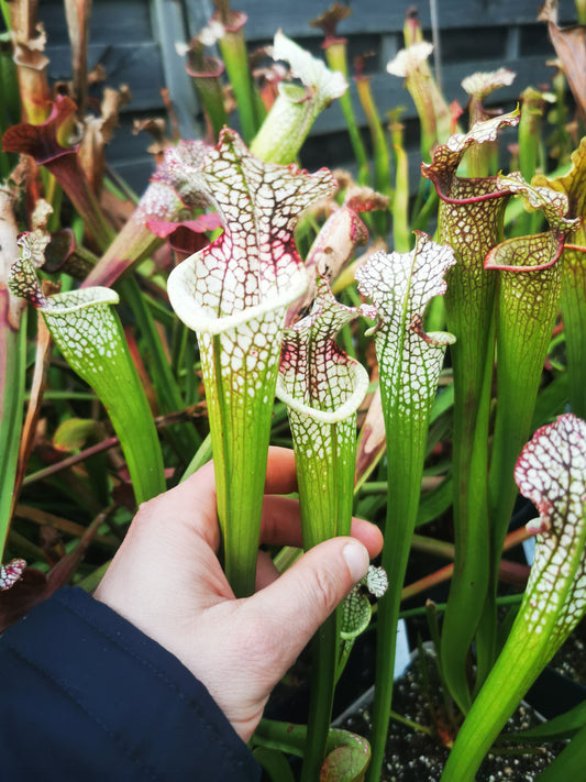 SL05 Sarracenia leucophylla -- “Red Stripe Throat” (L111, MK)