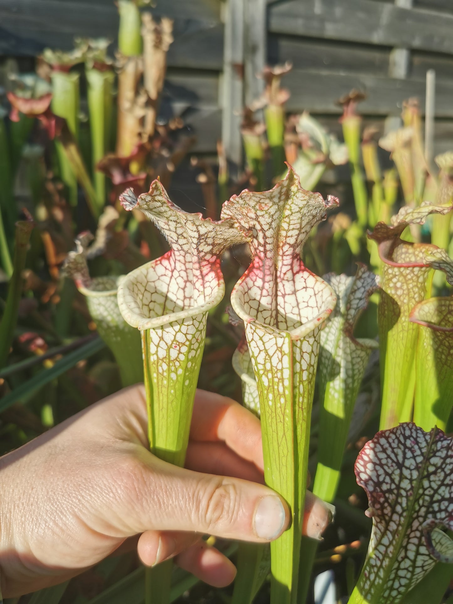 SL05 Sarracenia leucophylla -- “Red Stripe Throat” (L111, MK)