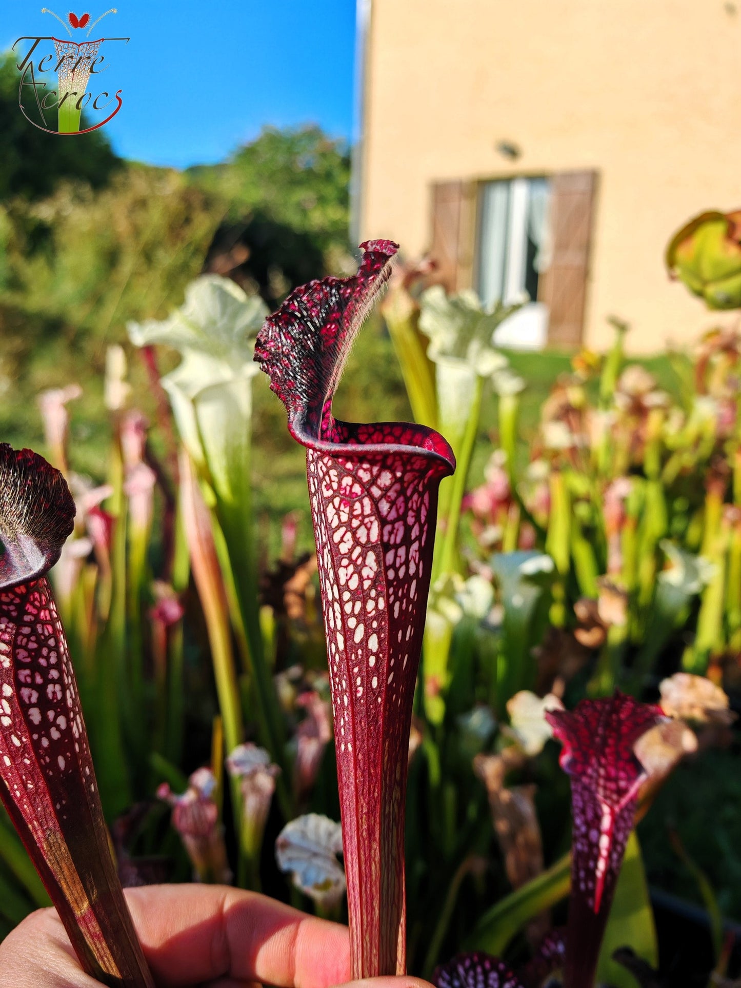 SL06 Sarracenia leucophylla -- Black Sheer