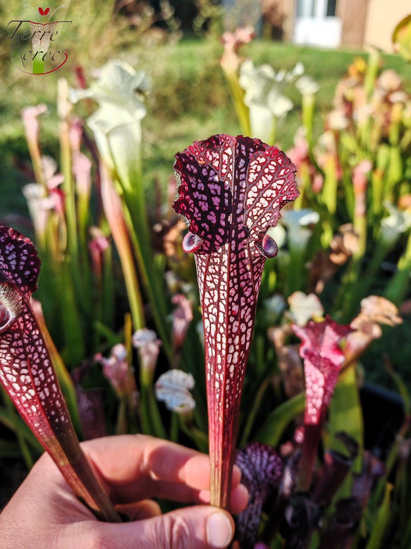 SL06 Sarracenia leucophylla -- Black Sheer