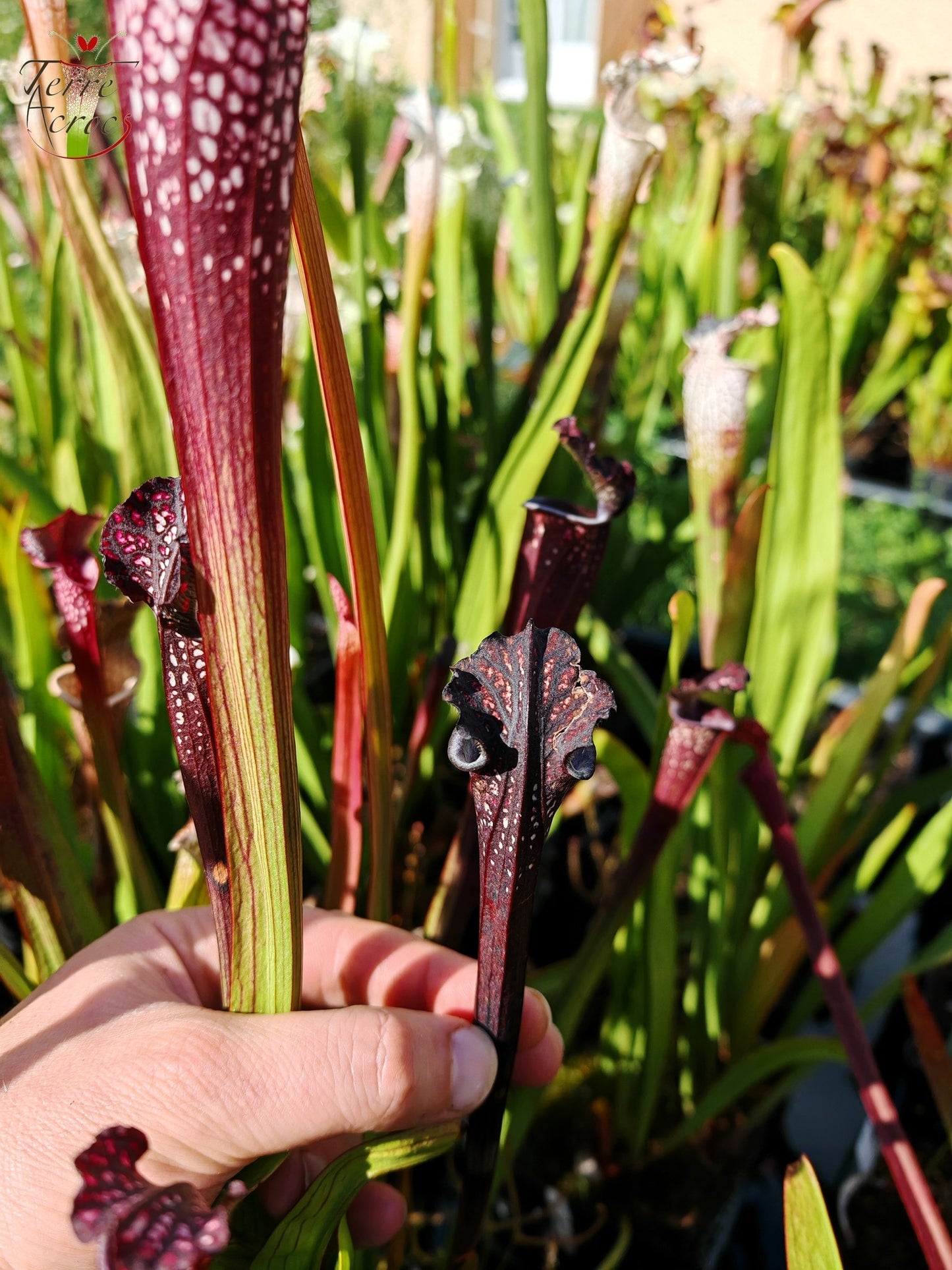 SL06 Sarracenia leucophylla -- Black Sheer