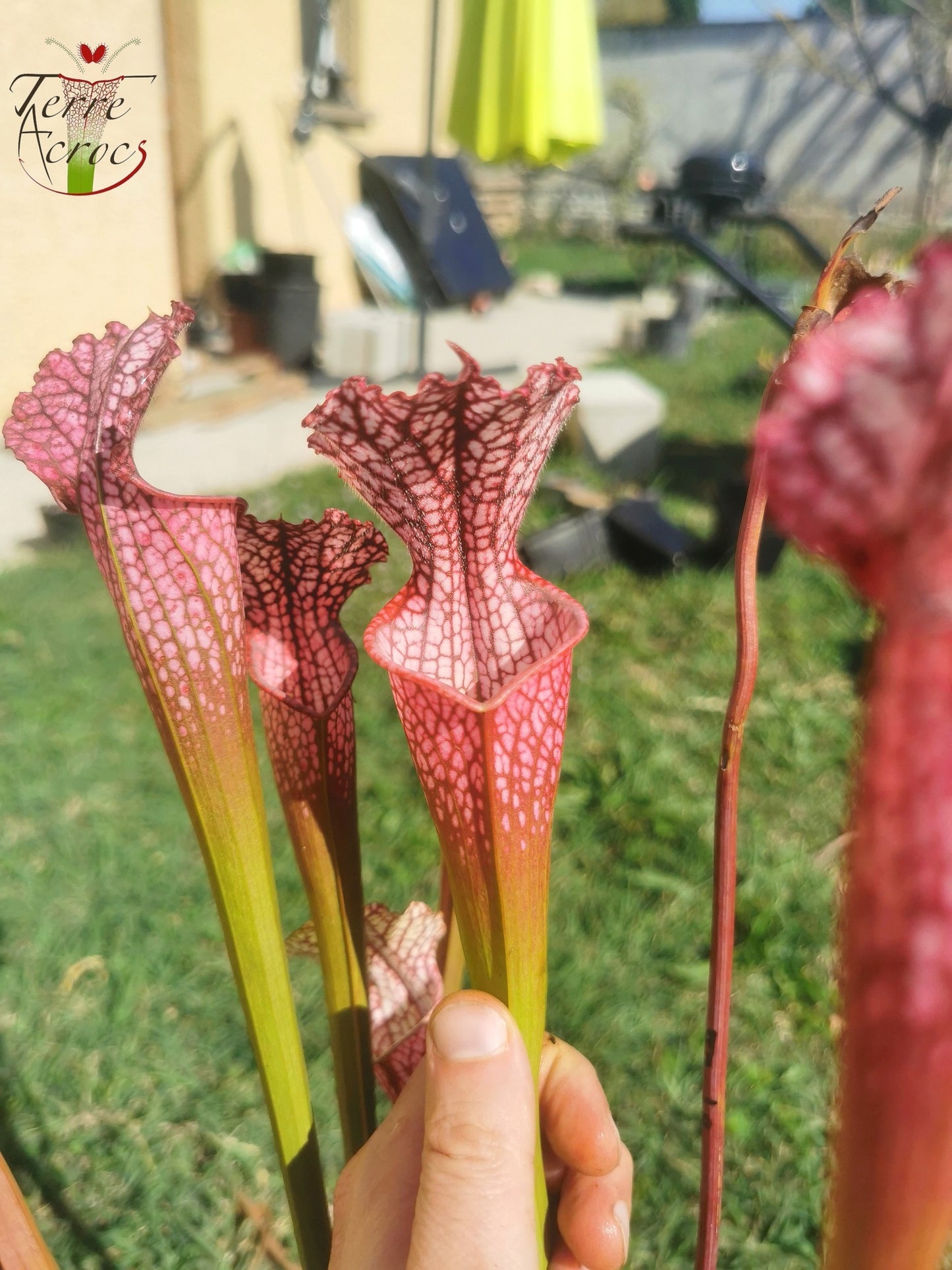 SL07 Sarracenia leucophylla -- "Pink Sheet"