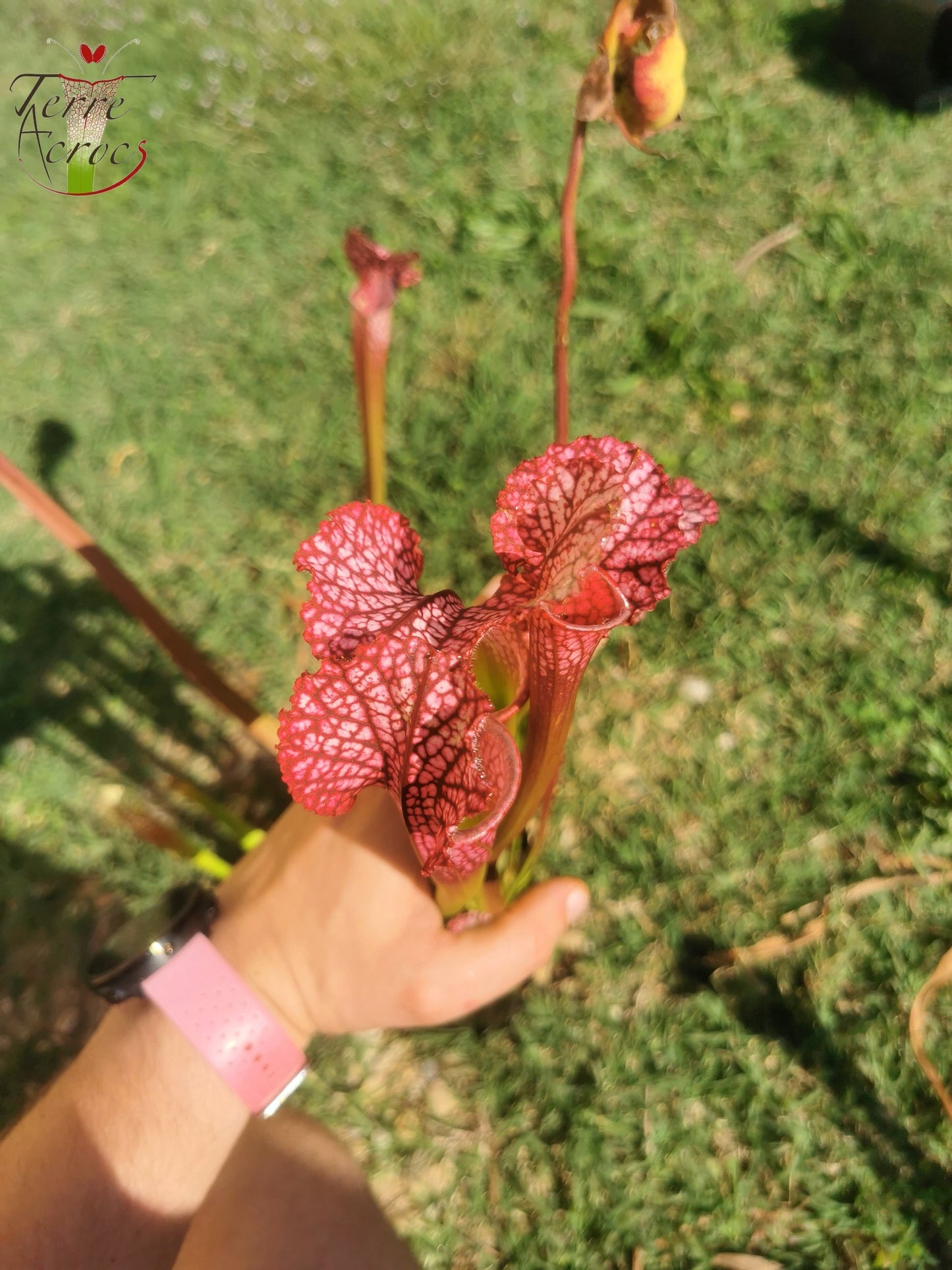 SL07 Sarracenia leucophylla -- "Pink Sheet"