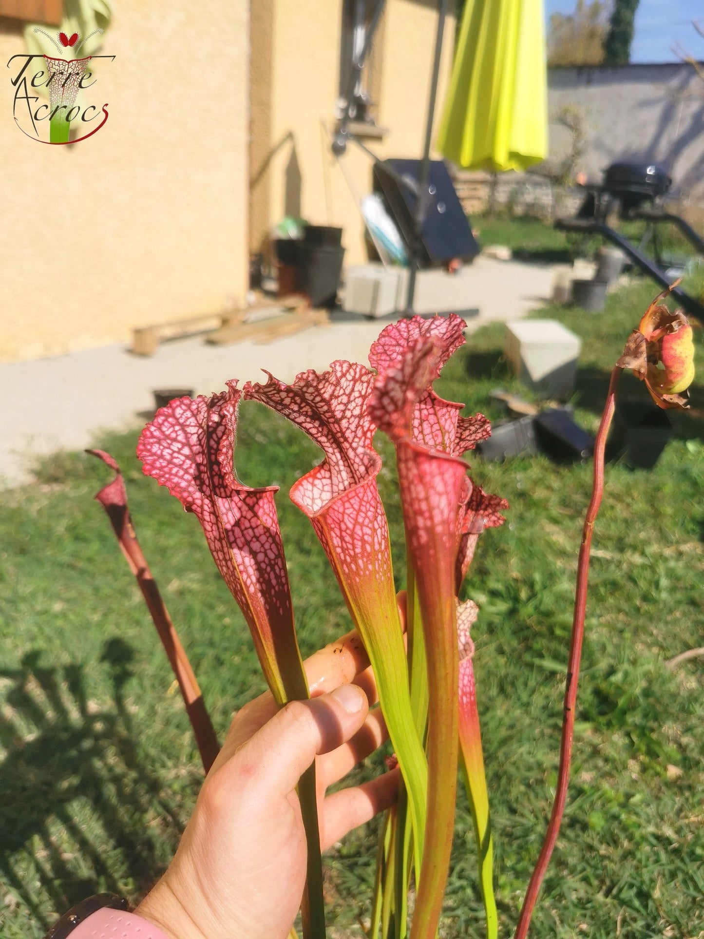 SL07 Sarracenia leucophylla -- "Pink Sheet"