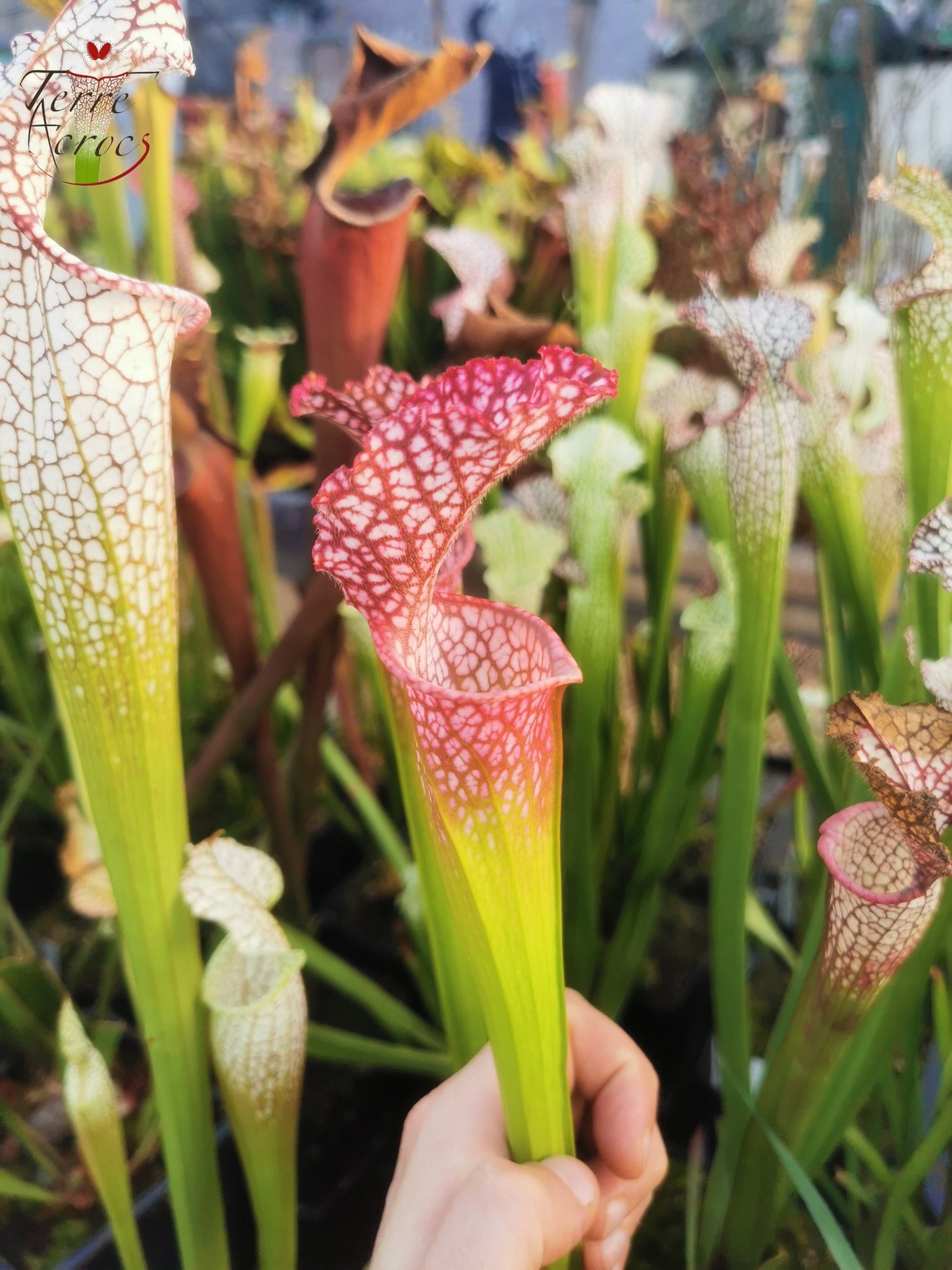 SL07 Sarracenia leucophylla -- "Pink Sheet"