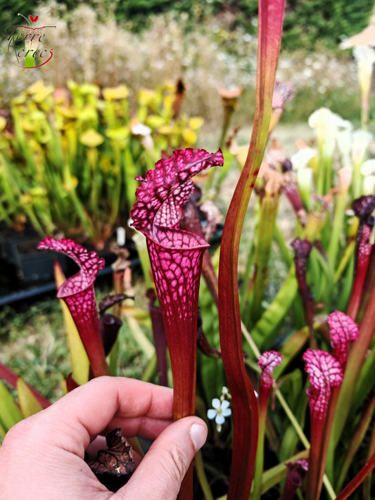 SL07 Sarracenia leucophylla -- "Pink Sheet"