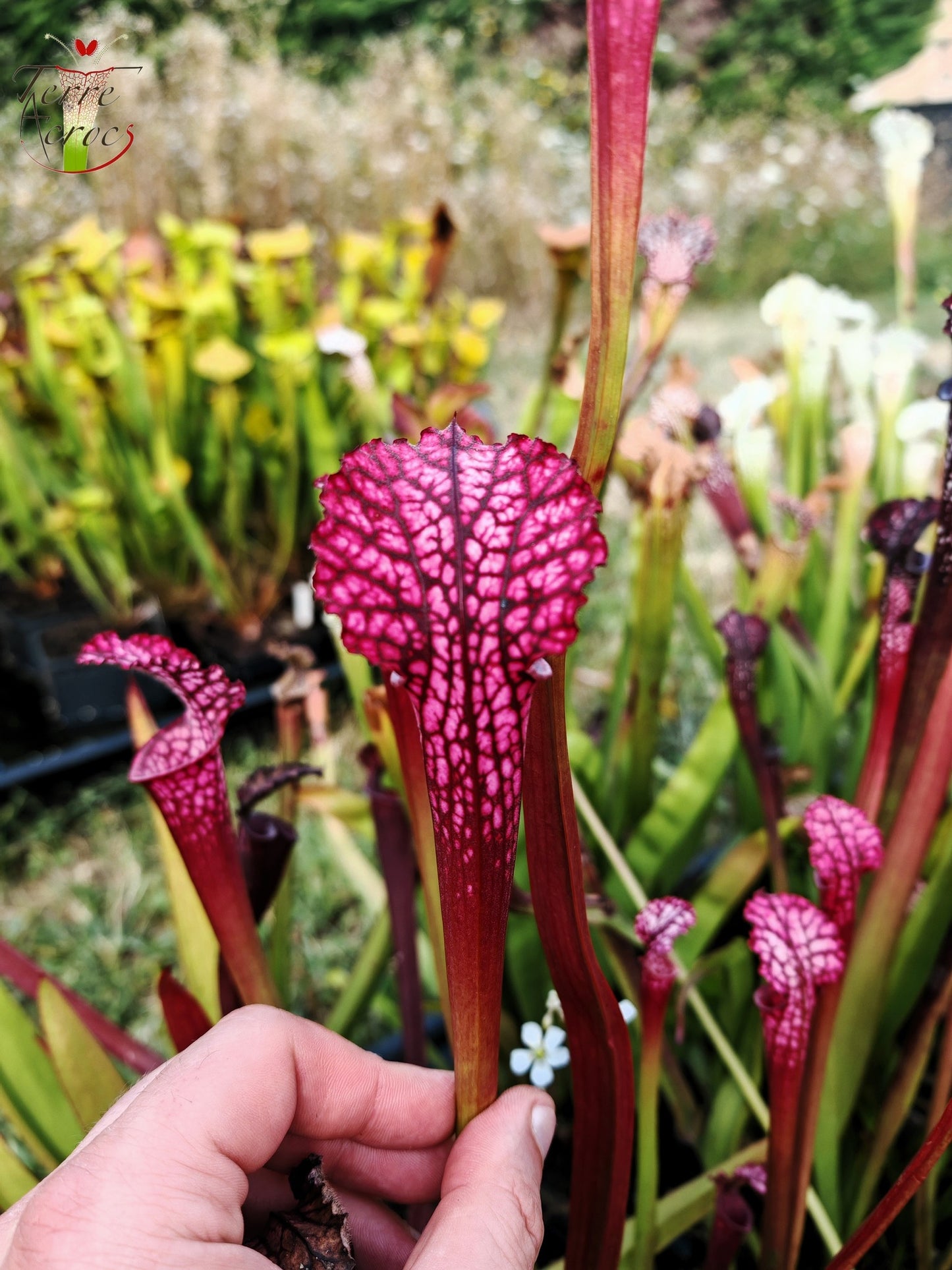 SL07 Sarracenia leucophylla -- "Pink Sheet"