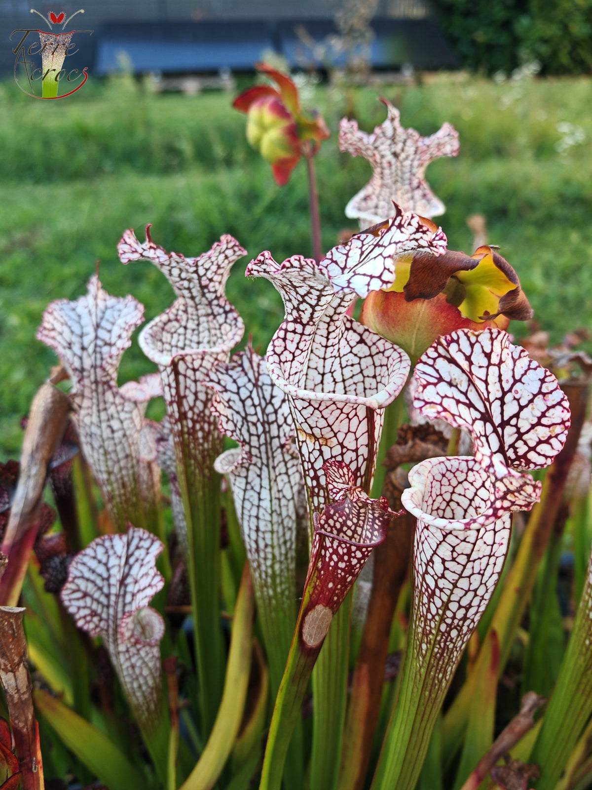SL08 Sarracenia leucophylla -- "Helmut's Delight" (L81, MK)