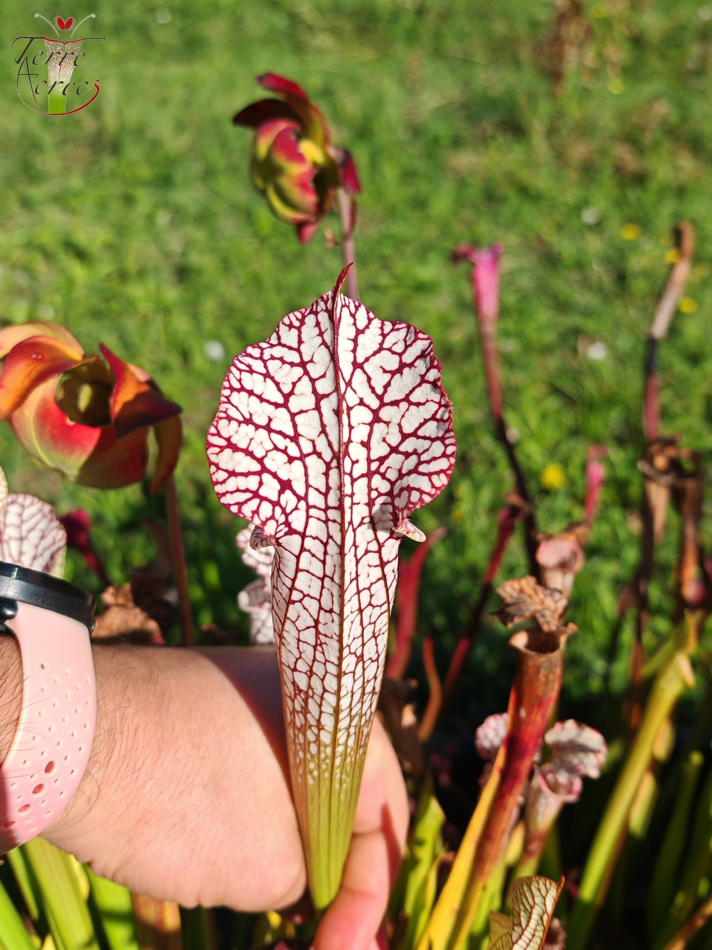 SL08 Sarracenia leucophylla -- "Helmut's Delight" (L81, MK)