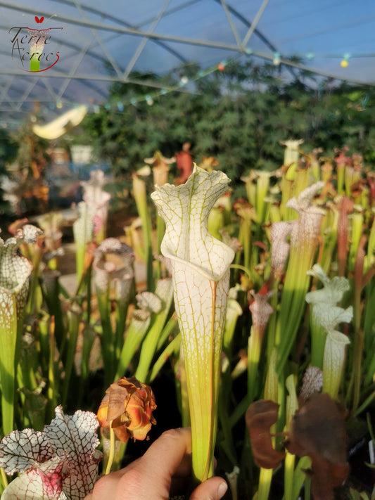 SL10 Sarracenia leucophylla -- Perdido, Al. Green & White Top, W,(L45, MK)