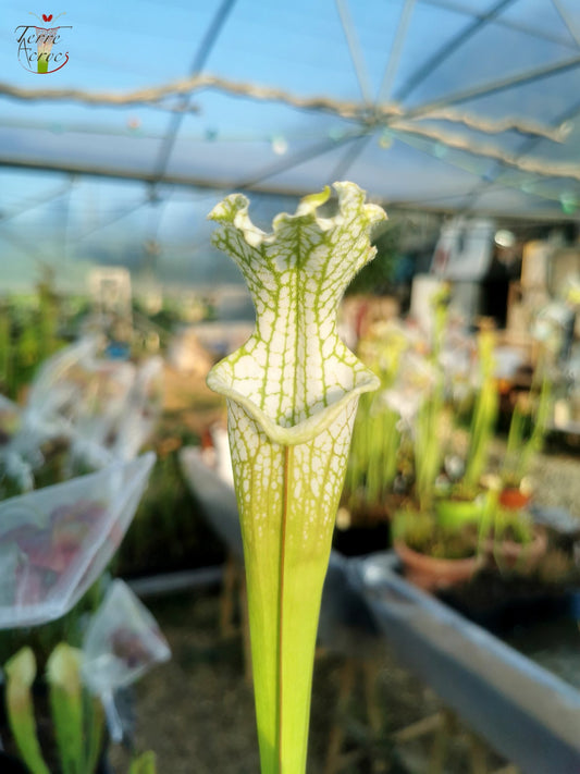 SL10 Sarracenia leucophylla -- Perdido, Al. Green & White Top, W,(L45, MK)