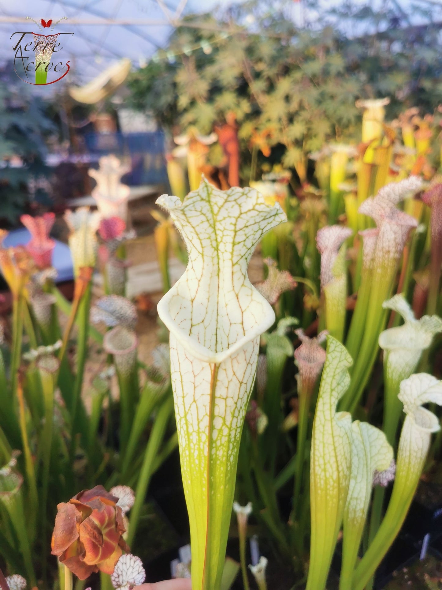 SL10 Sarracenia leucophylla -- no ID