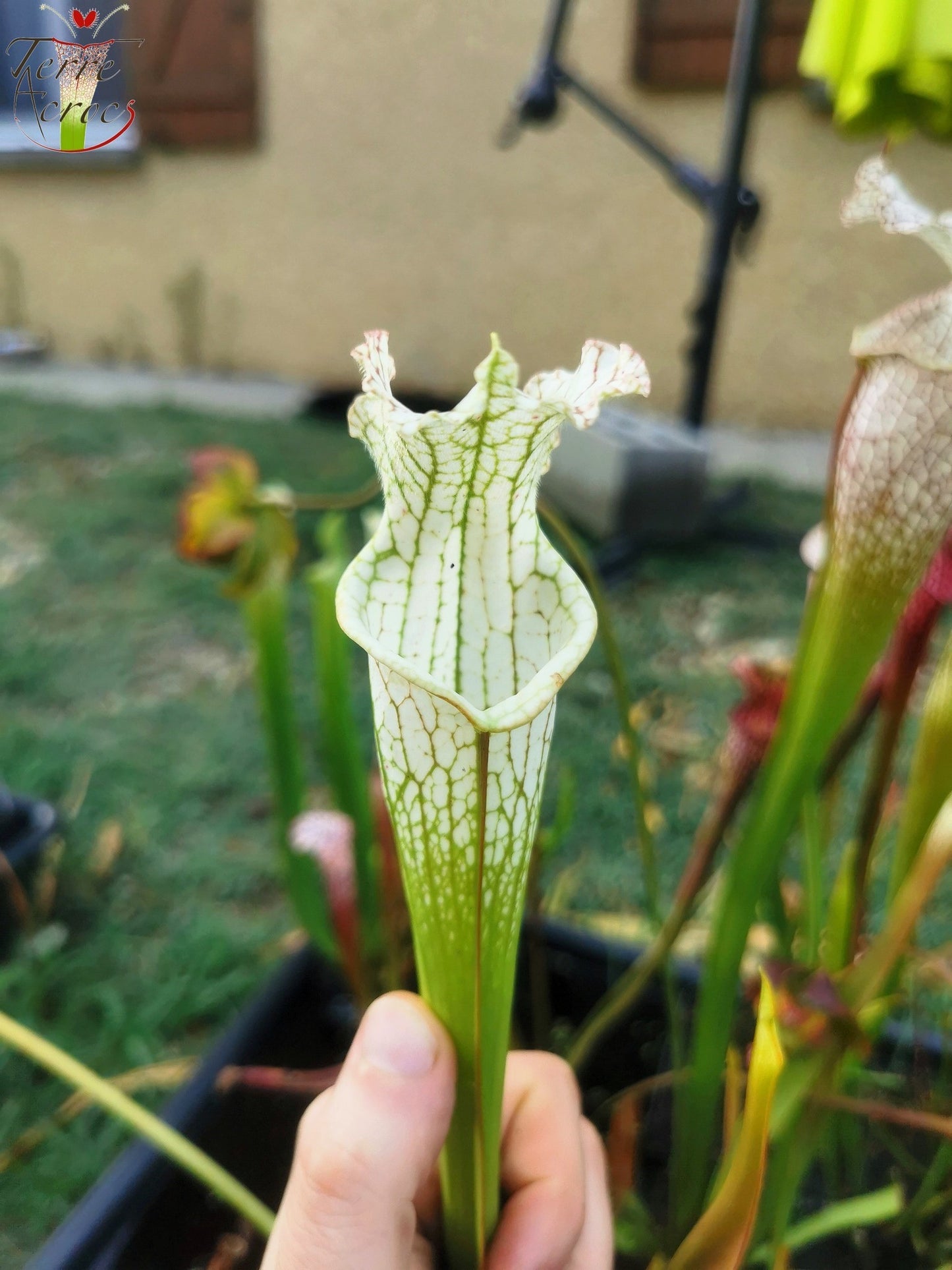 SL10 Sarracenia leucophylla -- no ID