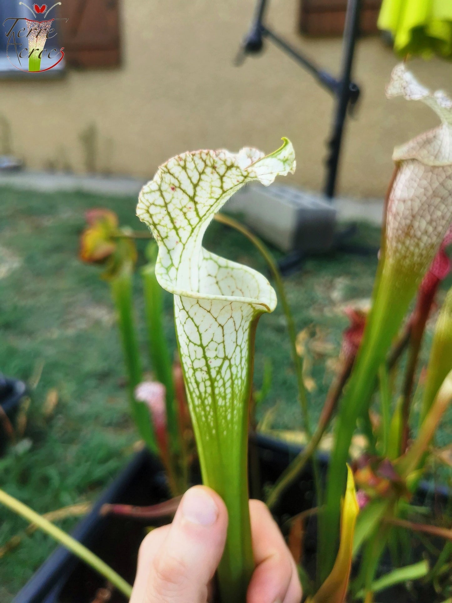 SL10 Sarracenia leucophylla -- no ID