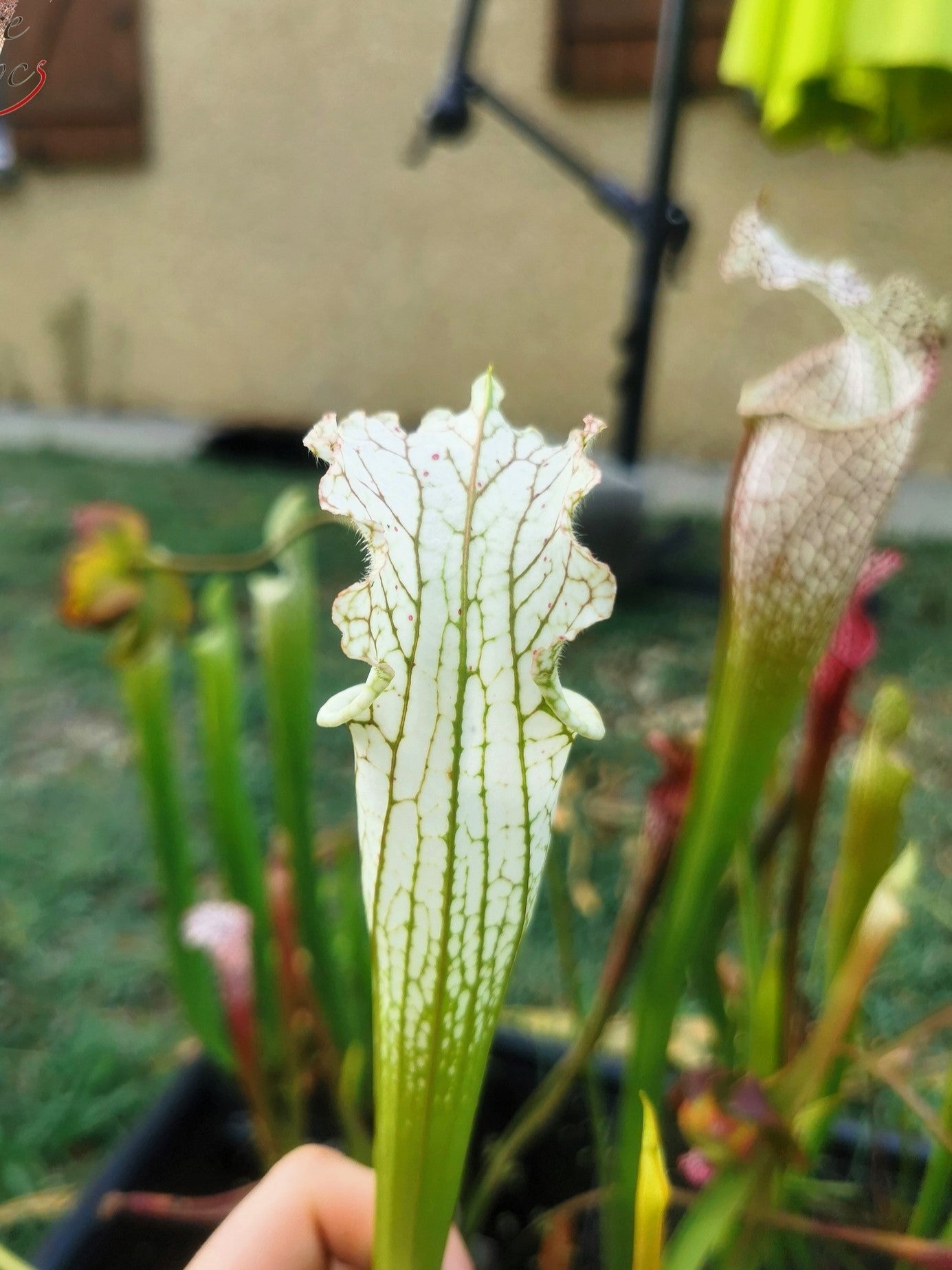 SL10 Sarracenia leucophylla -- no ID