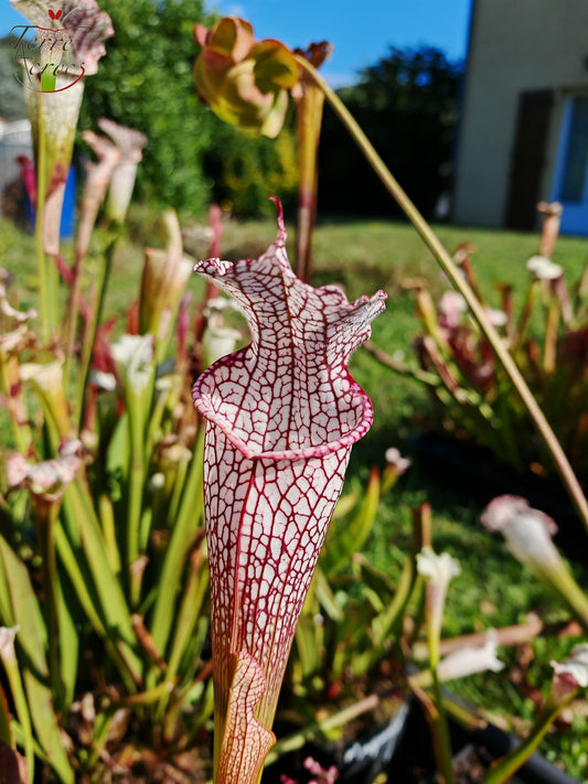 SL11 Sarracenia leucophylla -- 'Mont Blanc' (L154, MK)