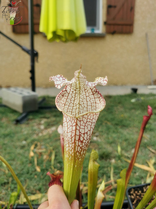 SL11 Sarracenia leucophylla -- 'Mont Blanc' (L154, MK)