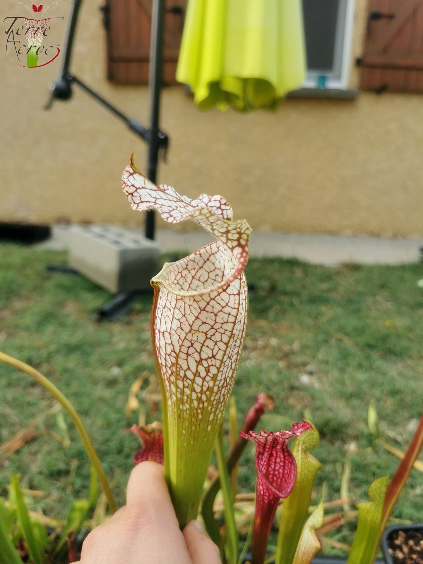 SL11 Sarracenia leucophylla -- 'Mont Blanc' (L154, MK)