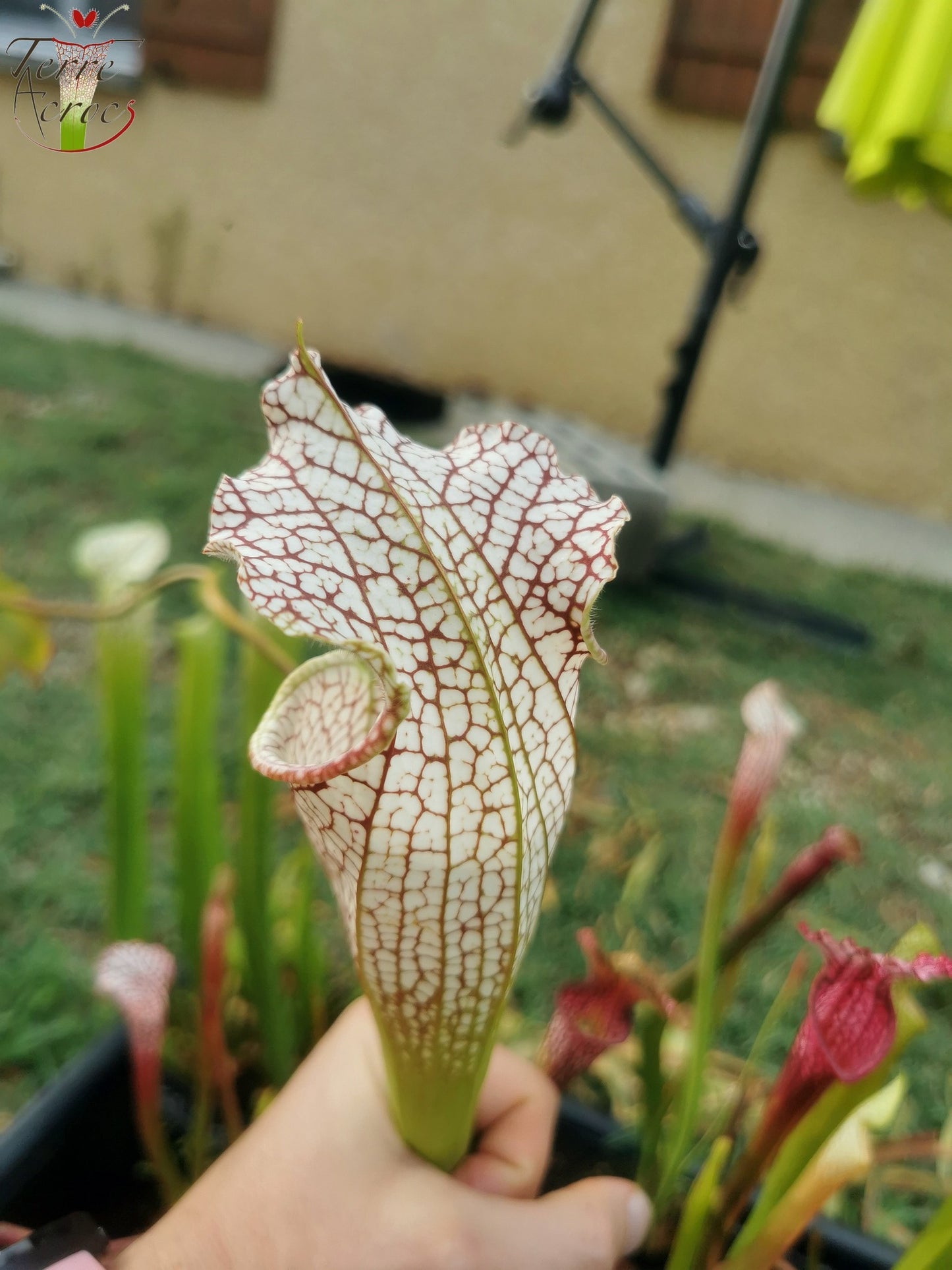 SL11 Sarracenia leucophylla -- 'Mont Blanc' (L154, MK)