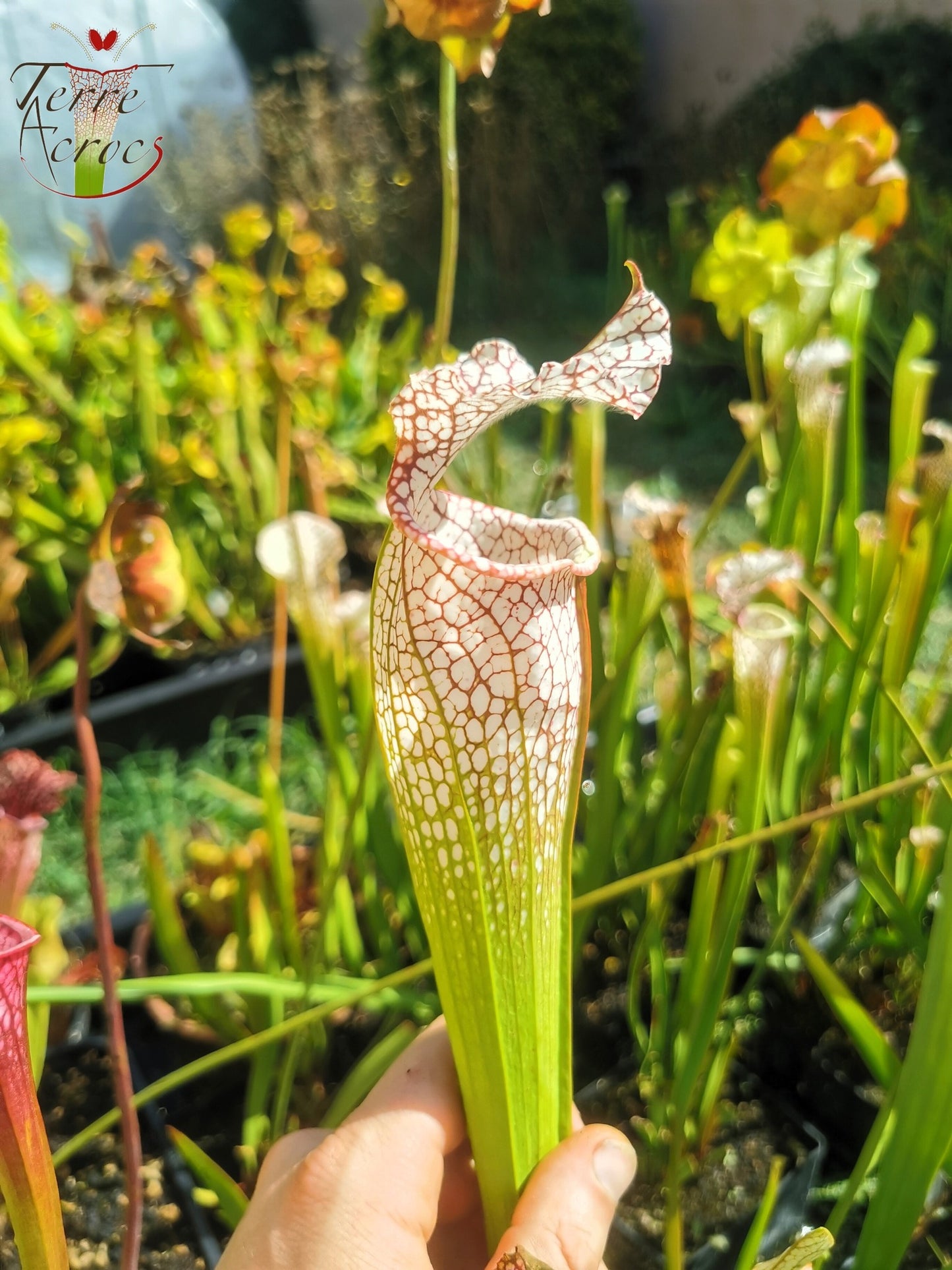 SL11 Sarracenia leucophylla -- 'Mont Blanc' (L154, MK)