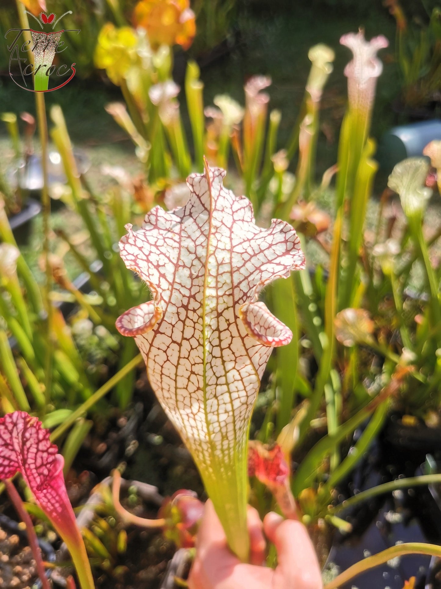 SL11 Sarracenia leucophylla -- 'Mont Blanc' (L154, MK)