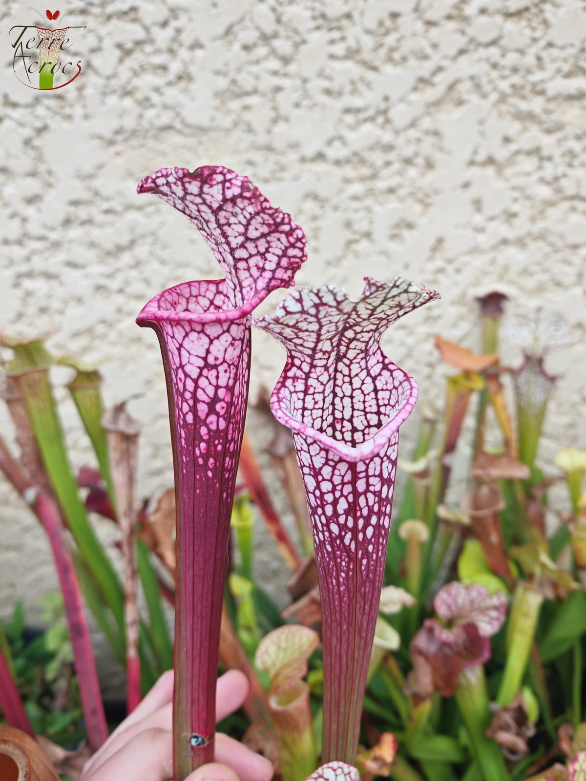 SL14 Sarracenia leucophylla -- (borgoña) Labio rosa oscuro