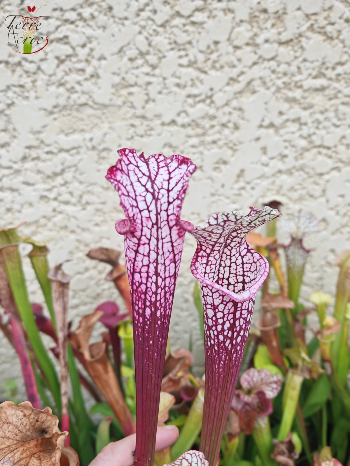SL14 Sarracenia leucophylla -- (borgoña) Labio rosa oscuro