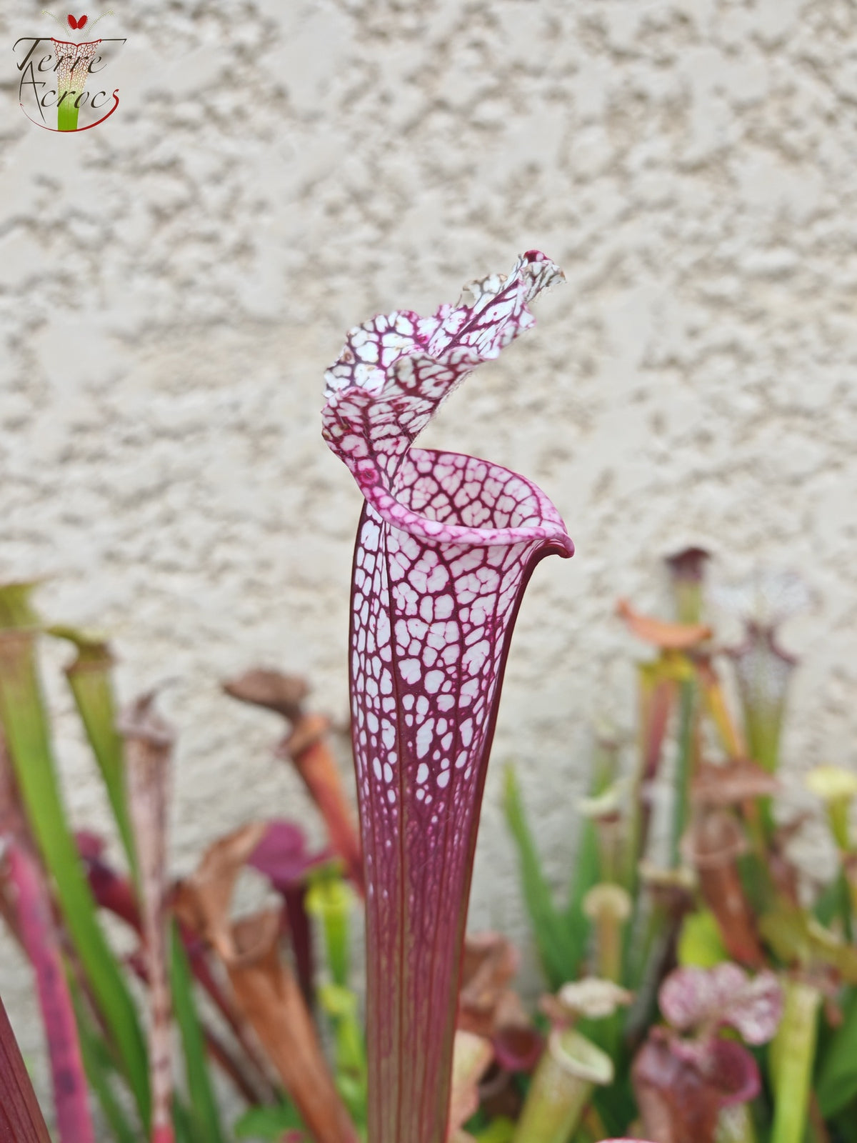SL14 Sarracenia leucophylla -- (borgoña) Labio rosa oscuro