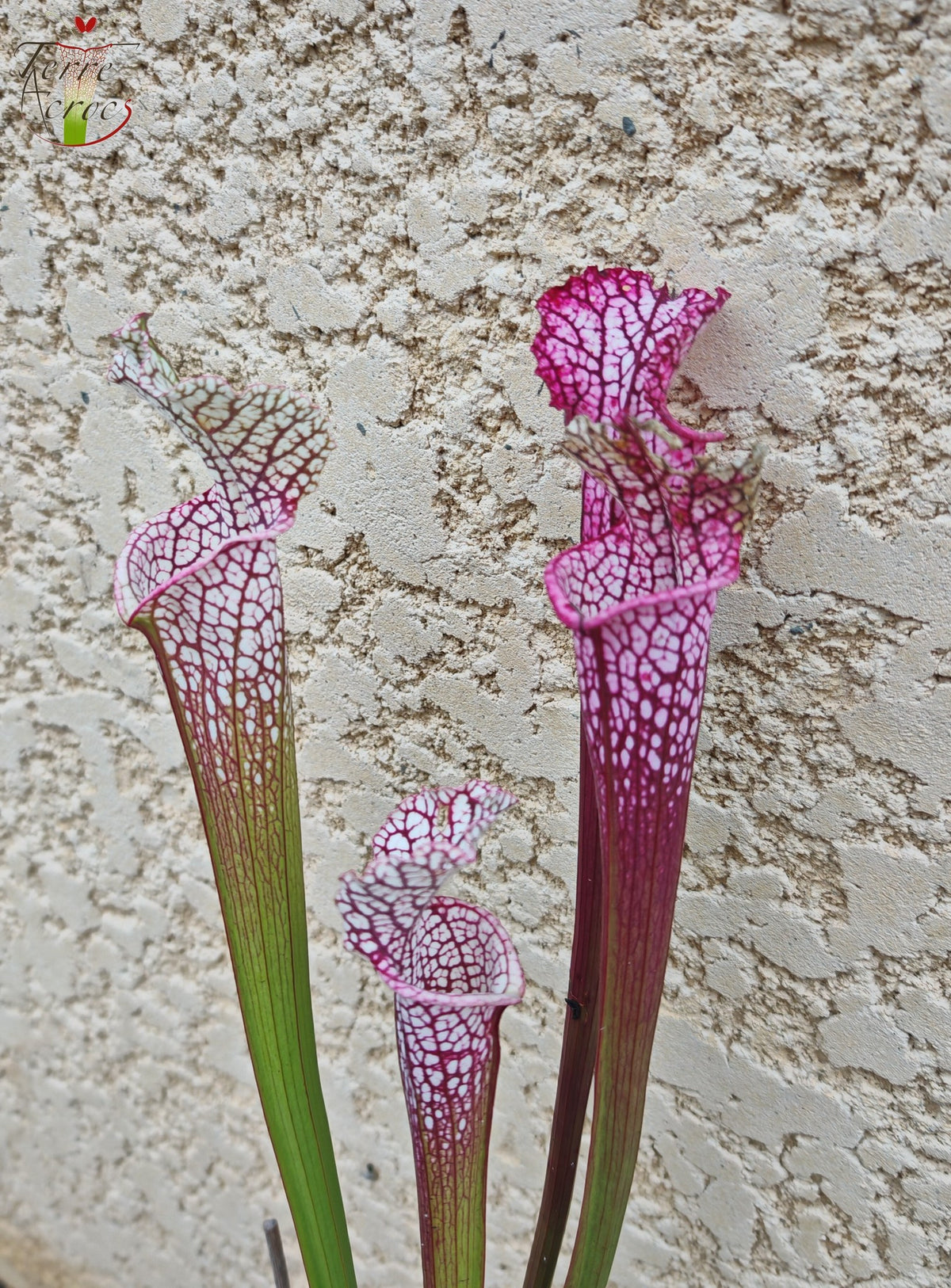 SL14 Sarracenia leucophylla -- (borgoña) Labio rosa oscuro