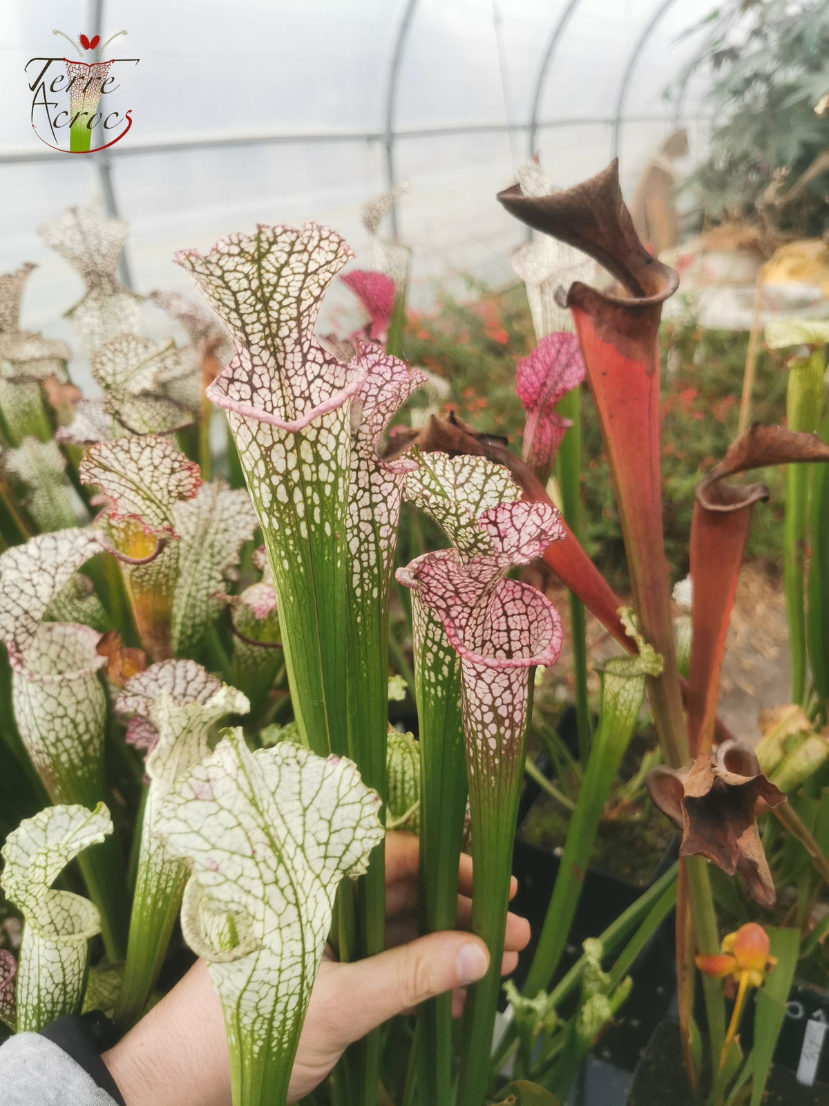 SL14 Sarracenia leucophylla -- (borgoña) Labio rosa oscuro