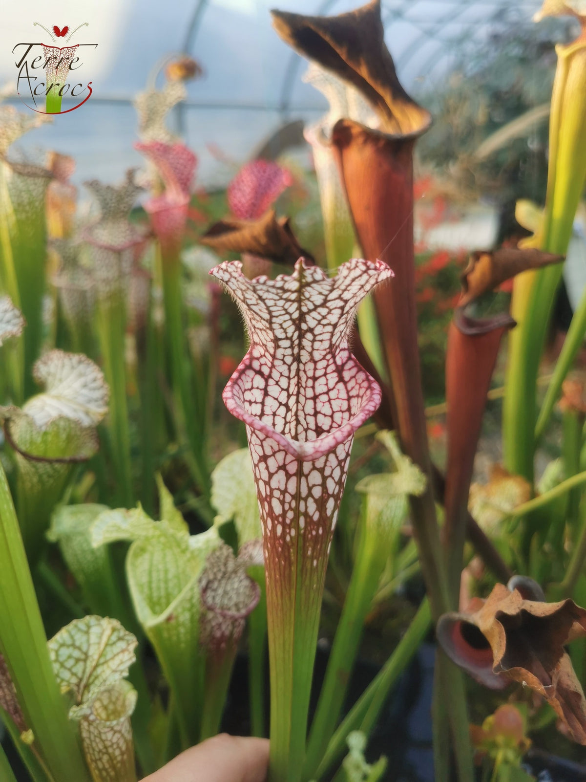 SL14 Sarracenia leucophylla -- (borgoña) Labio rosa oscuro