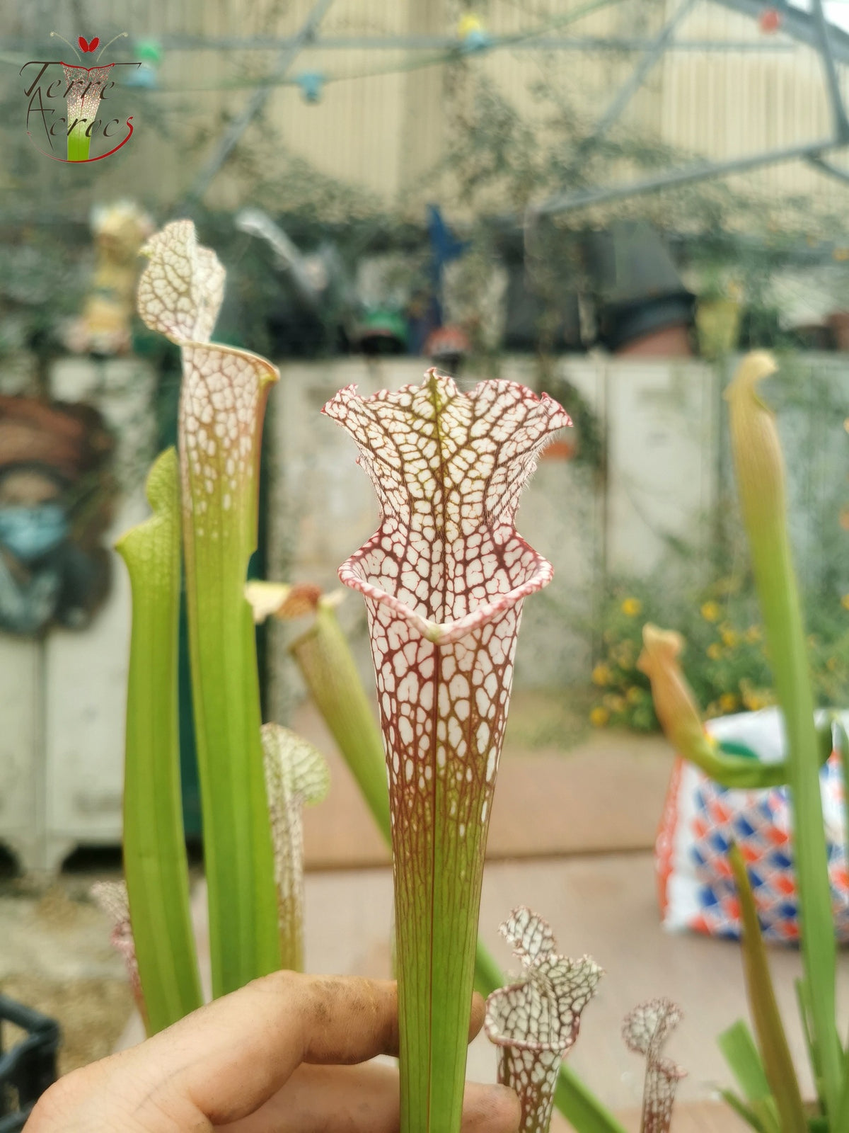 SL14 Sarracenia leucophylla -- (borgoña) Labio rosa oscuro