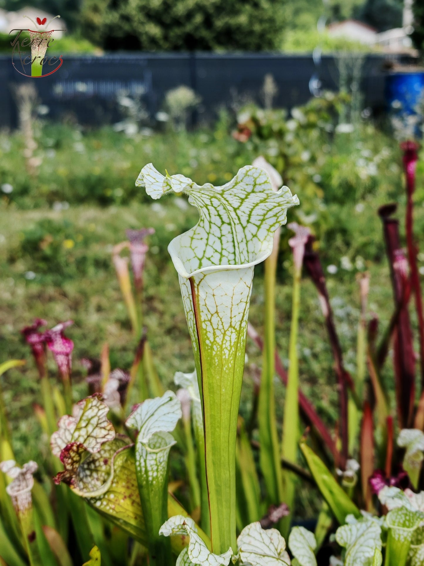 SL15 Sarracenia leucophylla -- ('Schnell's Ghost' x 'Hurricane Creek White' (clone f))