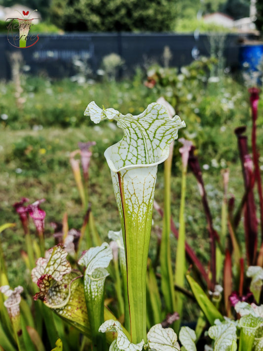 SL15 Sarracenia leucophylla -- ('Schnell's Ghost' x 'Hurricane Creek White' (clone f))