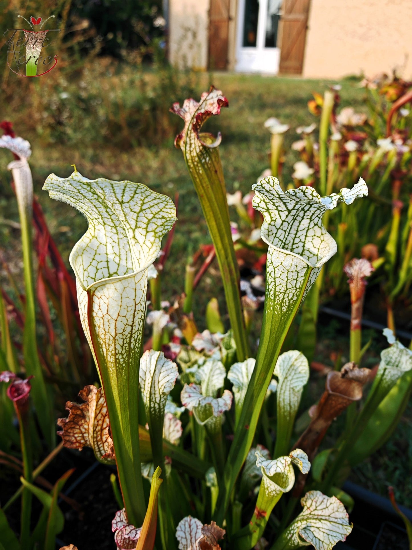 SL15 Sarracenia leucophylla -- ('Schnell's Ghost' x 'Hurricane Creek White' (clone f))