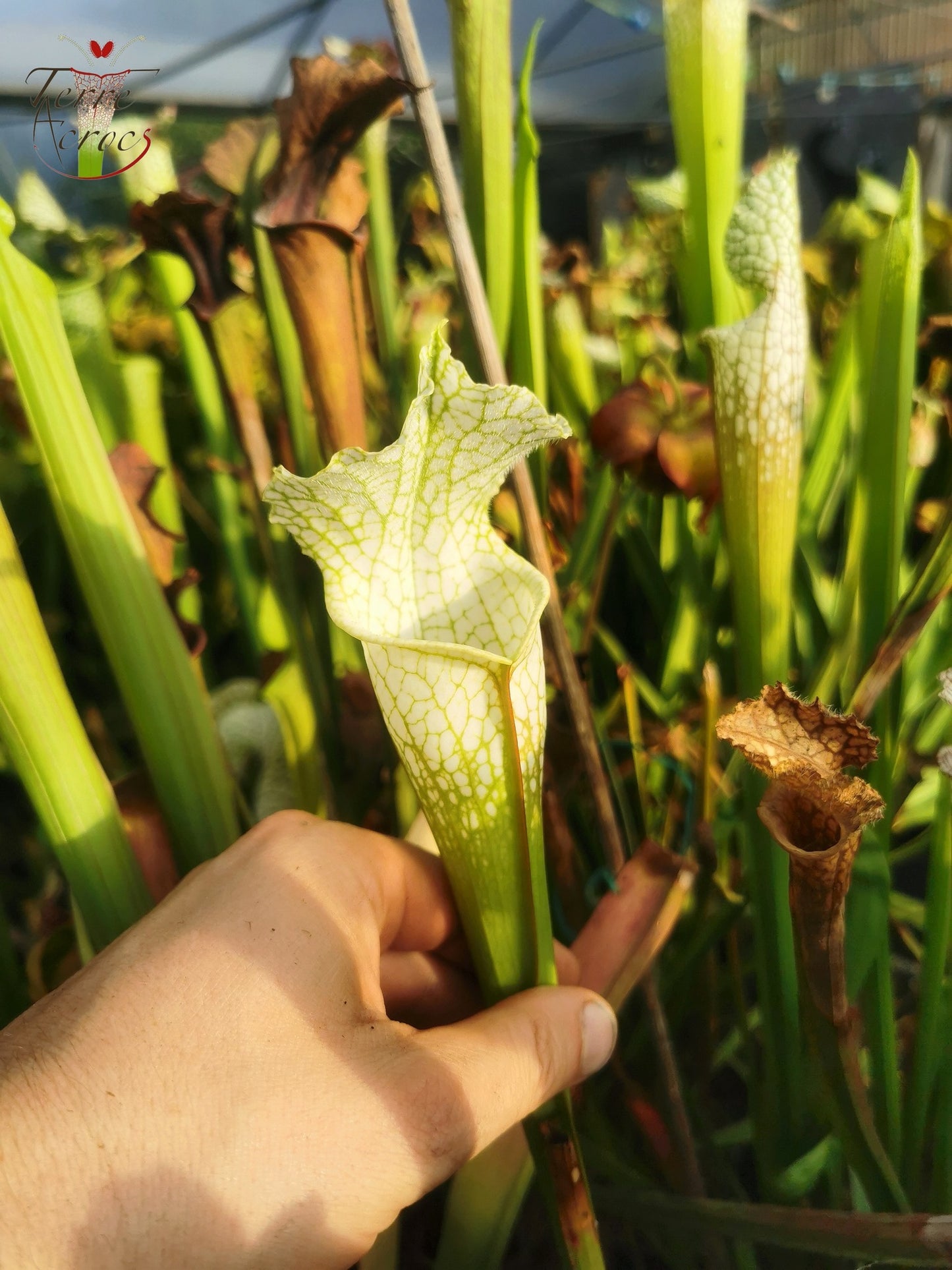 SL15 Sarracenia leucophylla -- ('Schnell's Ghost' x 'Hurricane Creek White' (clone f))