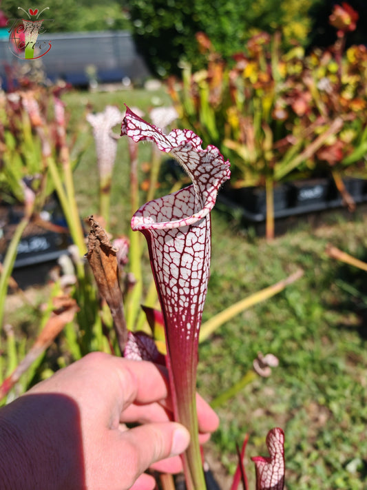 Graines Sarracenia 2025 (SL16 x OP)