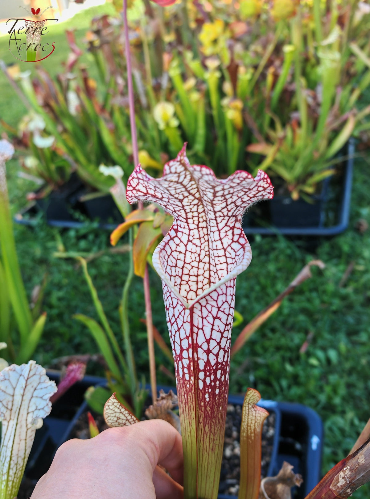SL16 Sarracenia leucophylla – Wilkerson Bog, Condado de Walton, FL (WS) (L104B, MK)