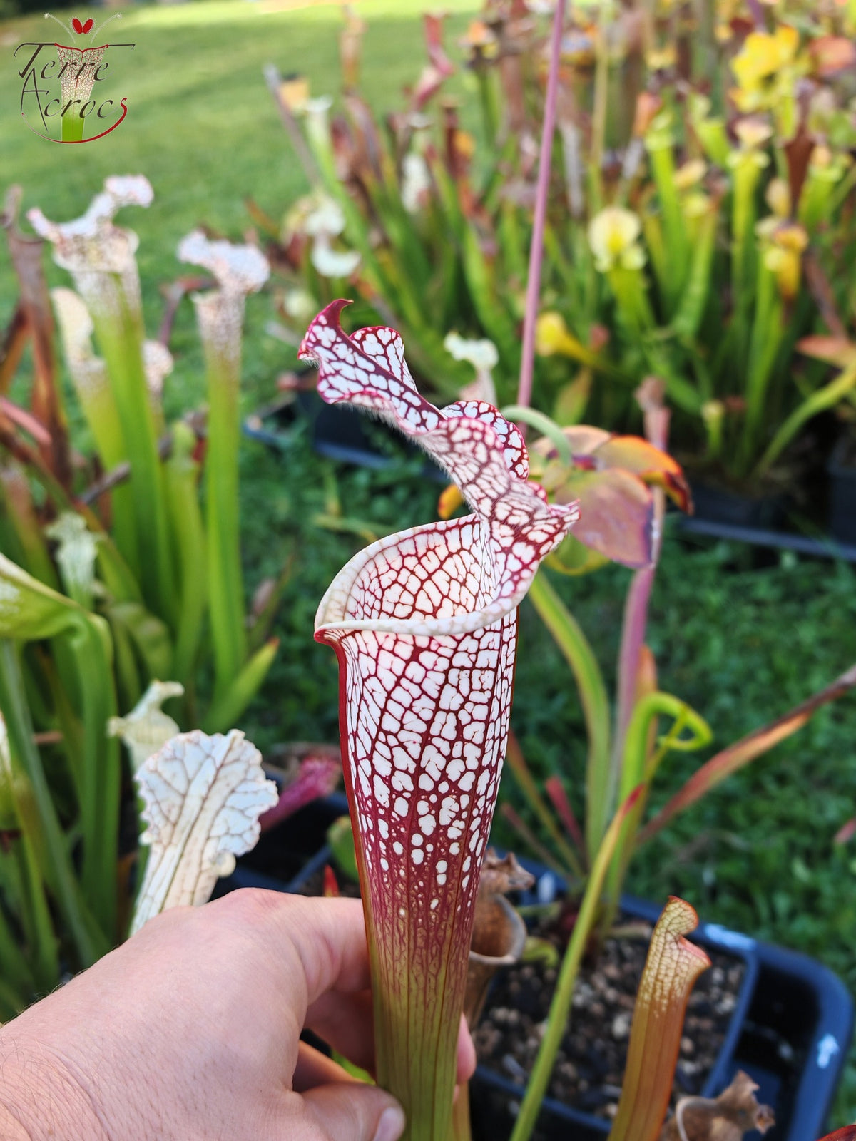 SL16 Sarracenia leucophylla – Wilkerson Bog, Condado de Walton, FL (WS) (L104B, MK)