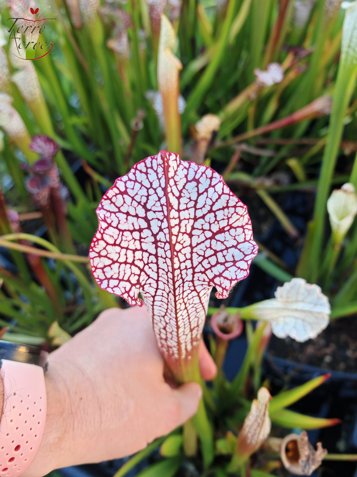 SL16 Sarracenia leucophylla – Wilkerson Bog, Condado de Walton, FL (WS) (L104B, MK)