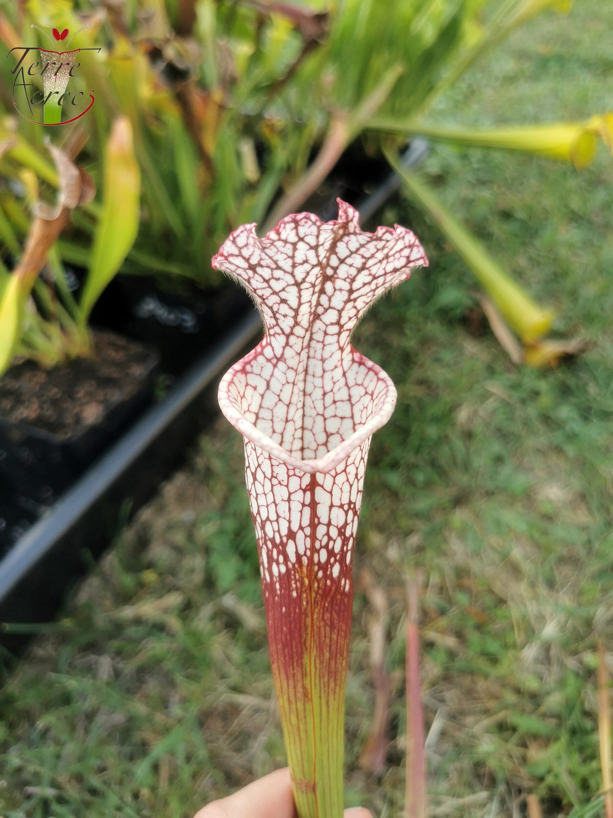 SL16 Sarracenia leucophylla – Wilkerson Bog, Condado de Walton, FL (WS) (L104B, MK)