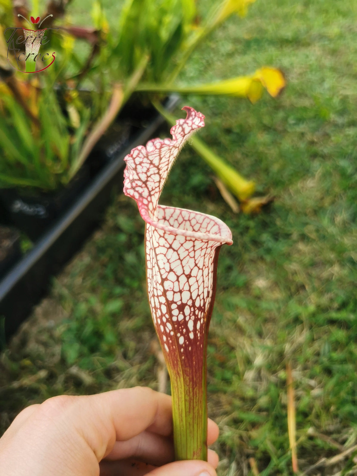SL16 Sarracenia leucophylla – Wilkerson Bog, Condado de Walton, FL (WS) (L104B, MK)