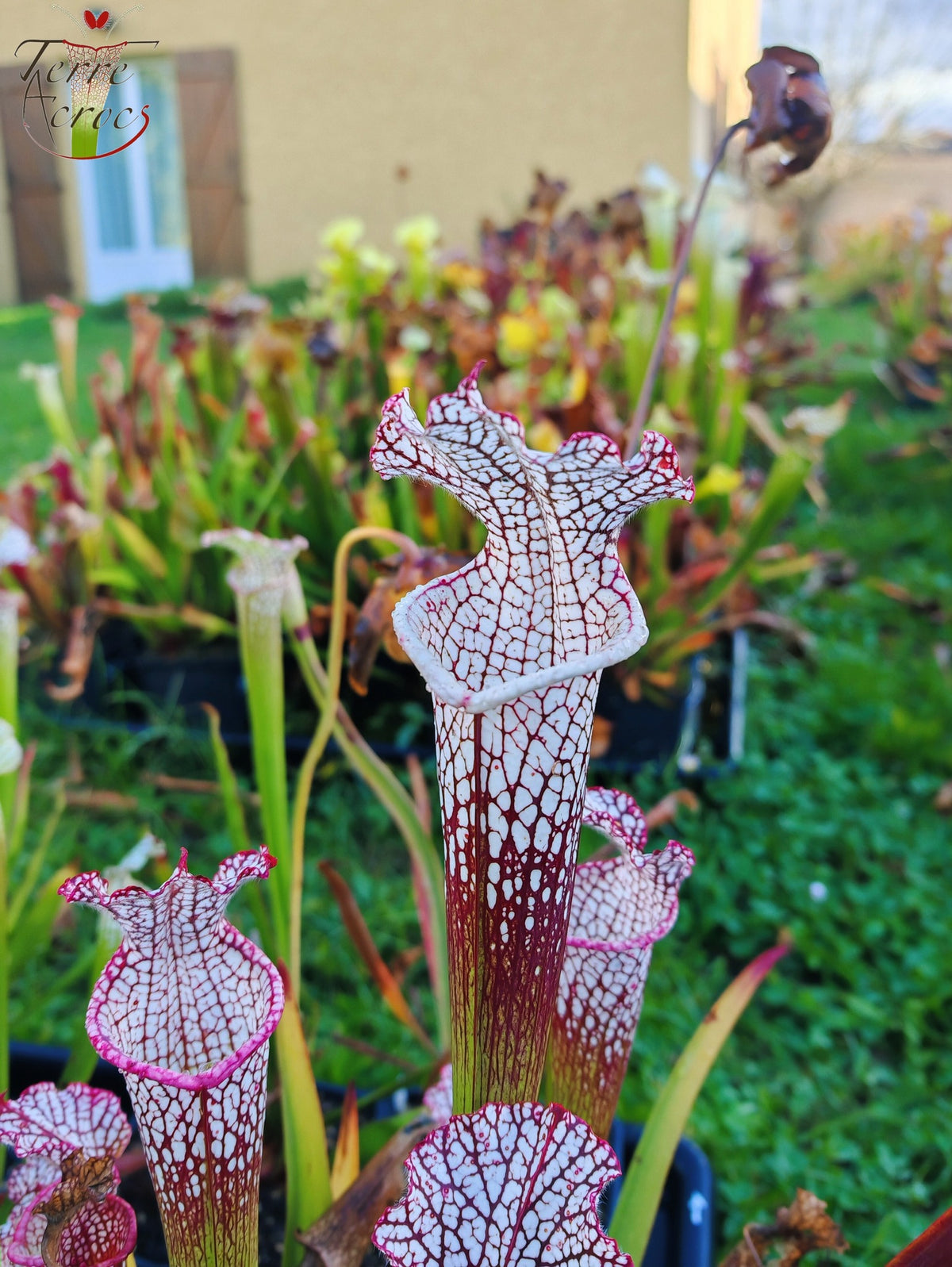 SL16 Sarracenia leucophylla – Wilkerson Bog, Condado de Walton, FL (WS) (L104B, MK)