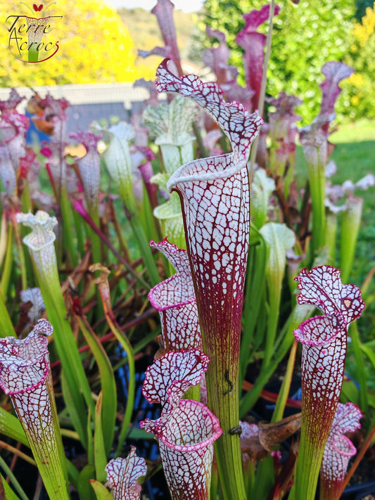 SL16 Sarracenia leucophylla – Wilkerson Bog, Walton Co, FL (WS) (L104B, MK)