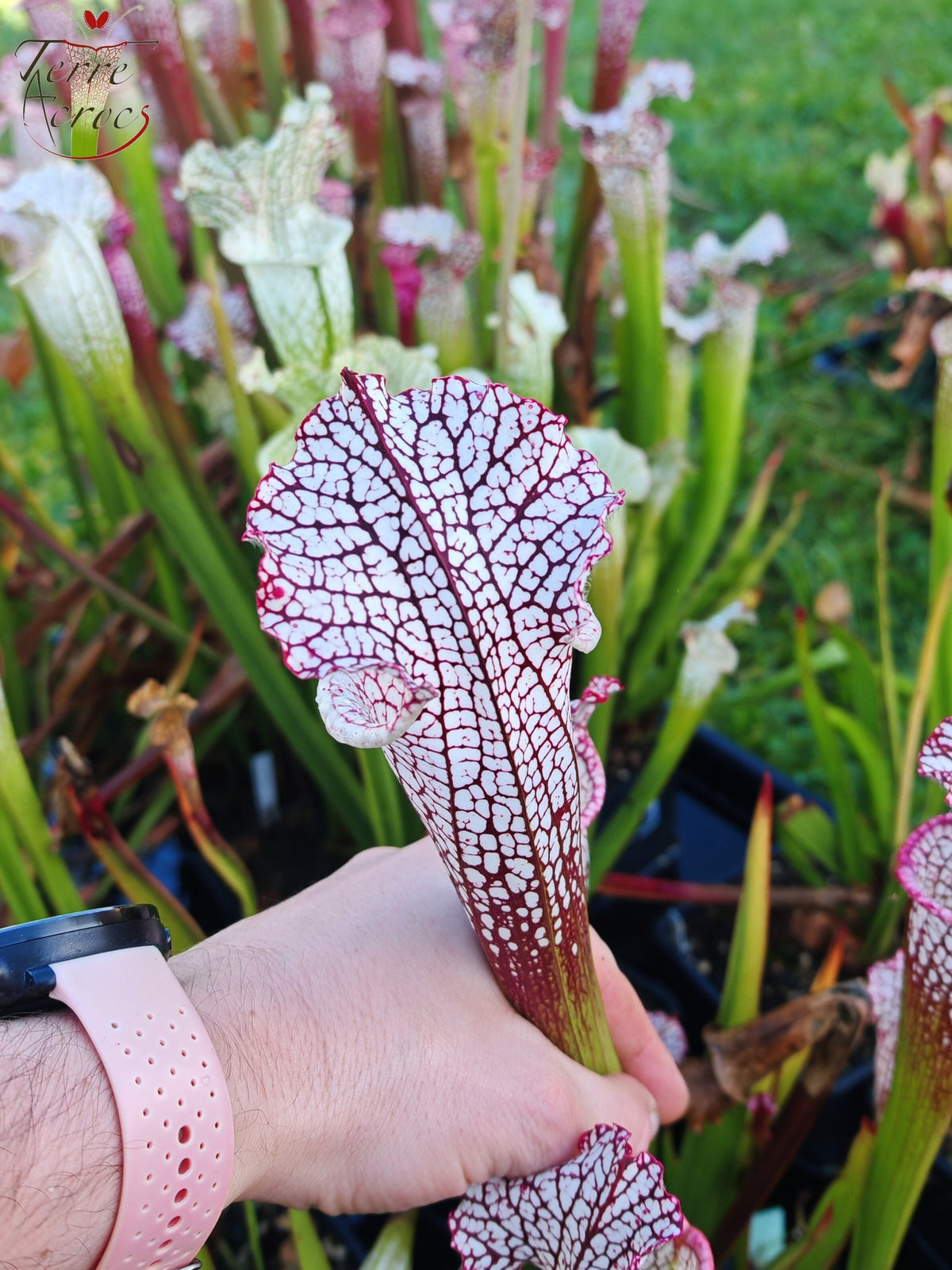 SL16 Sarracenia leucophylla – Wilkerson Bog, Condado de Walton, FL (WS) (L104B, MK)