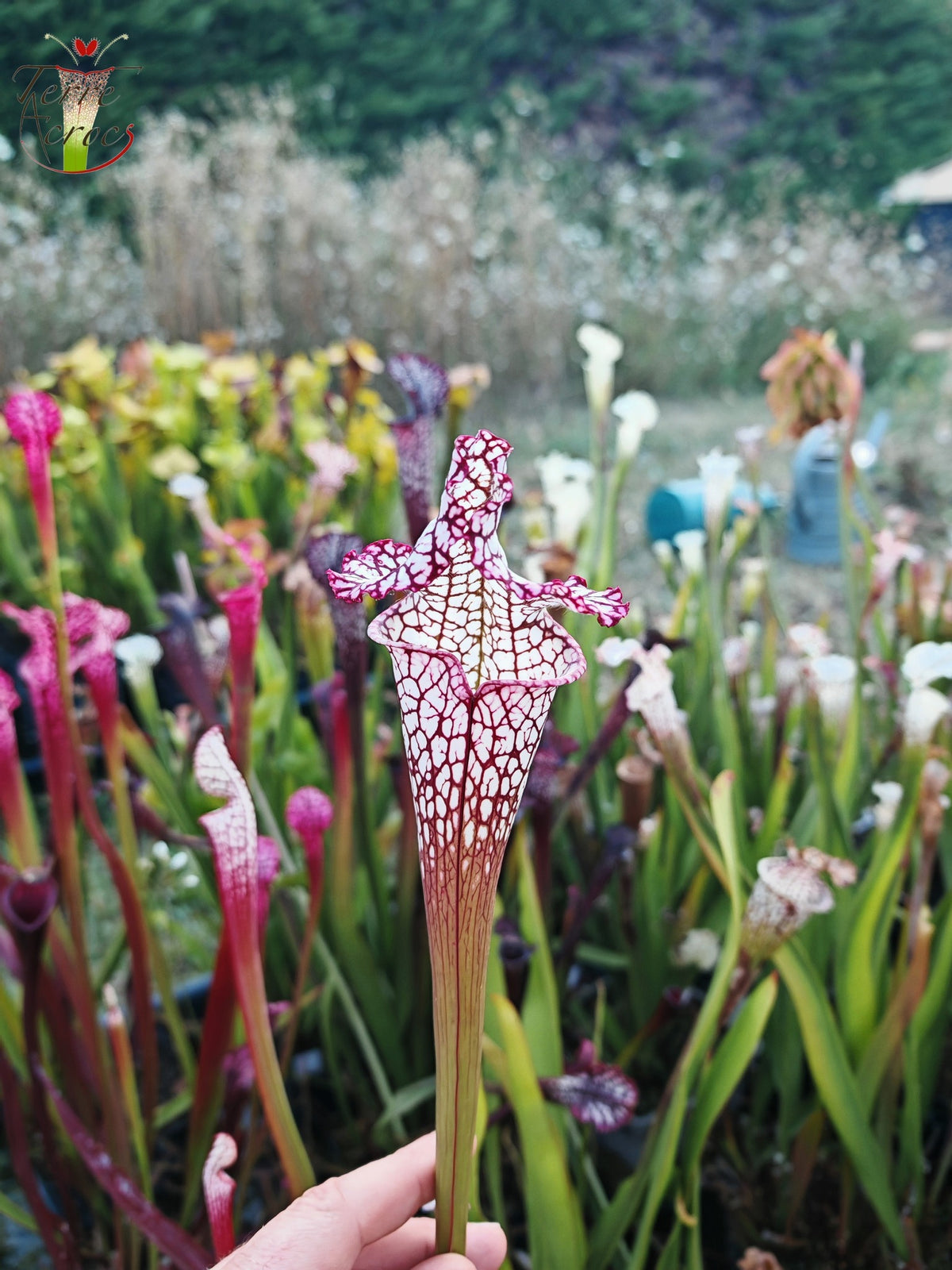Semillas de Sarracenia 2025 (SL17 x OP)