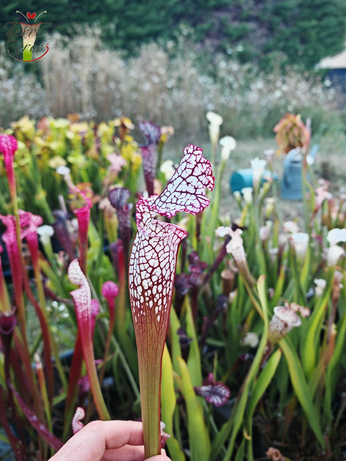 Semillas de Sarracenia 2025 (SL17 x OP)