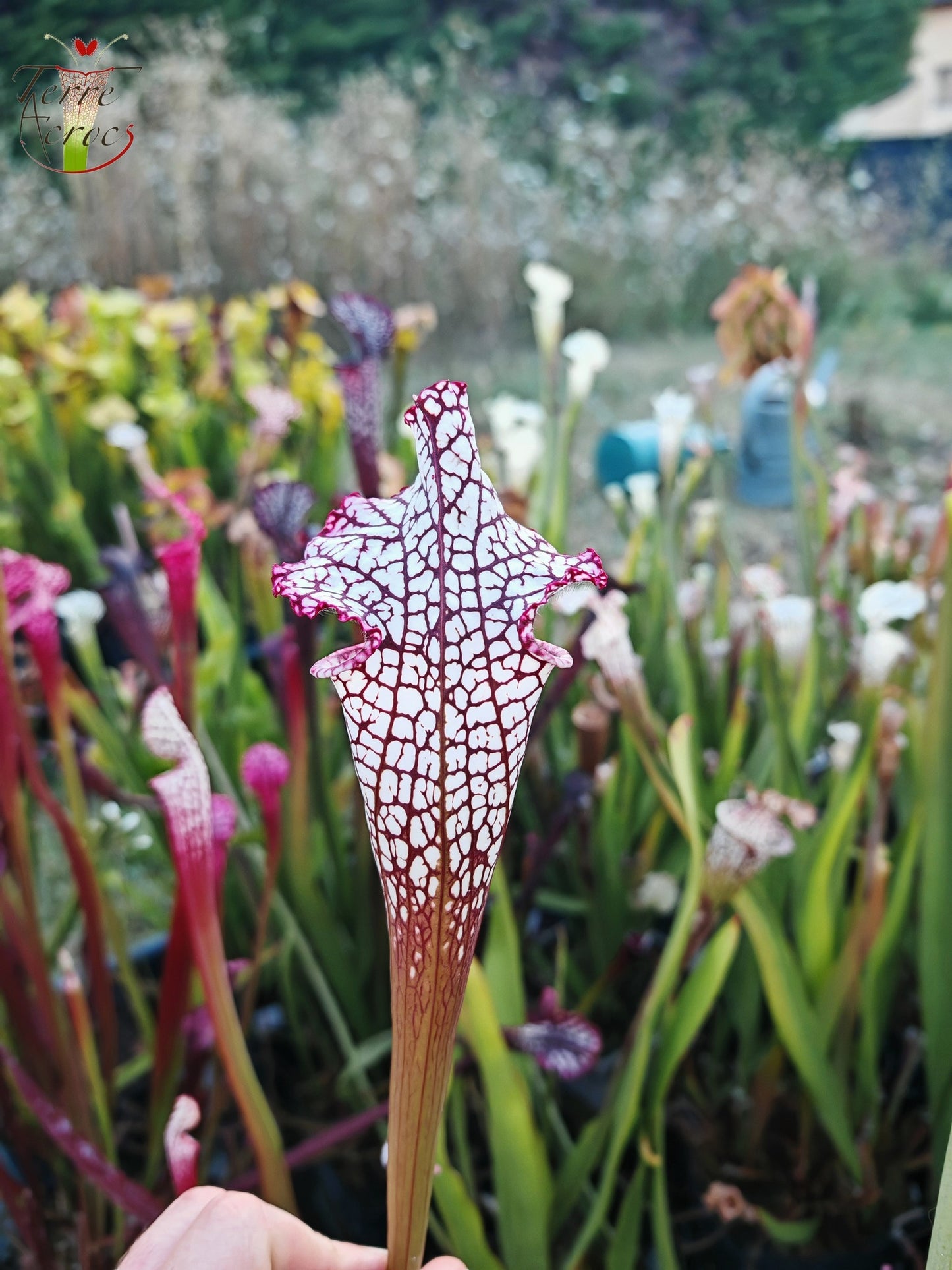 Graines Sarracenia 2025 (SL17 x OP)