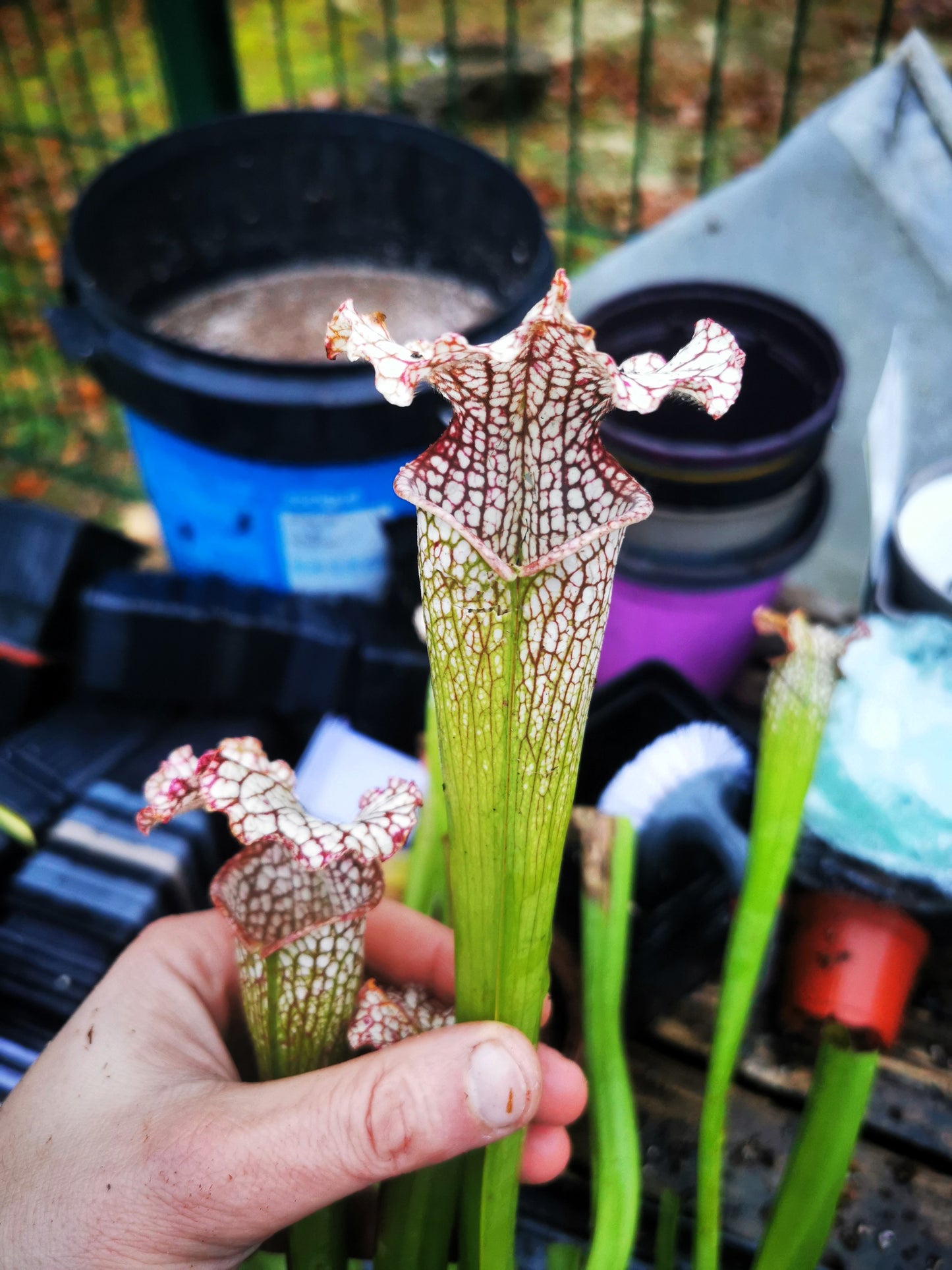 SL19 Sarracenia leucophylla --